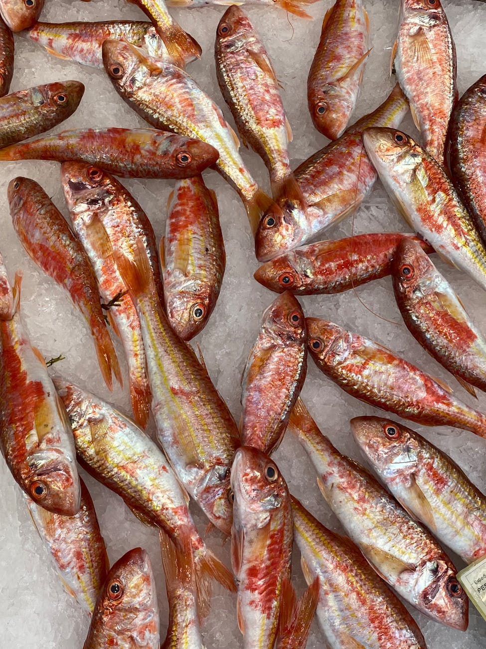 fresh red mullet fish display at malaga market